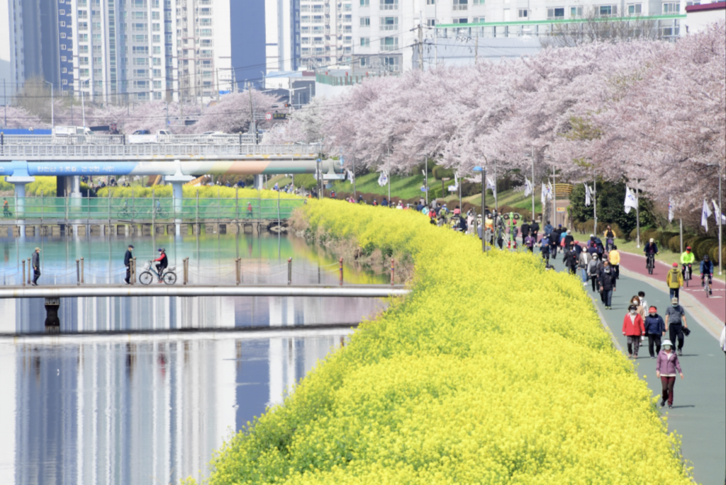 オンチョンチョン(温泉川)の桜と菜の花